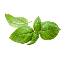 Genovese Basil