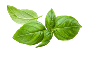 Genovese Basil