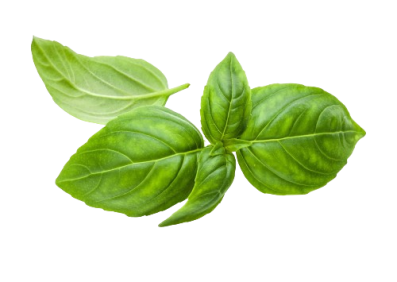 Genovese Basil