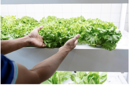 Planting, Growing, and Harvesting Lettuce.
