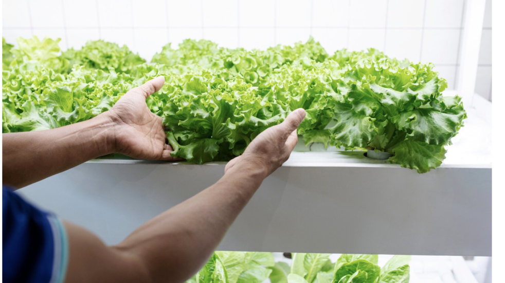 Planting, Growing, and Harvesting Lettuce.