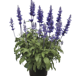 Buddleia Miss Violet