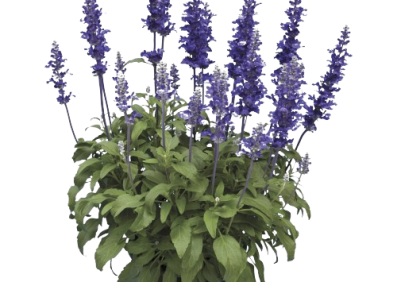 Buddleia Miss Violet