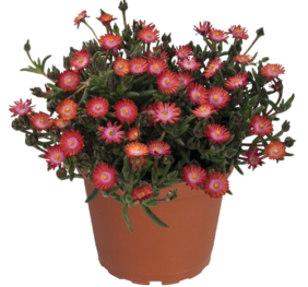 Delosperma Jewel of Desert Grenade