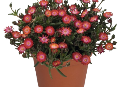 Delosperma Jewel of Desert Grenade