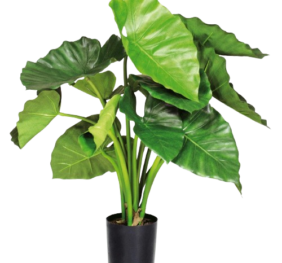 Alocasia Calidora