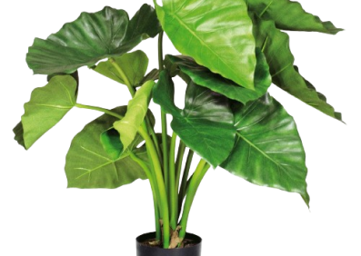 Alocasia Calidora