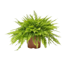 Nephrolepis exaltata Boston Fern