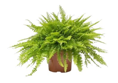 Nephrolepis exaltata Boston Fern