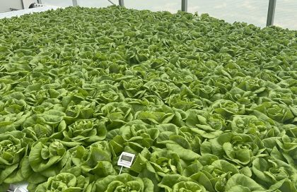 HOW TO PLANT A GARDEN.