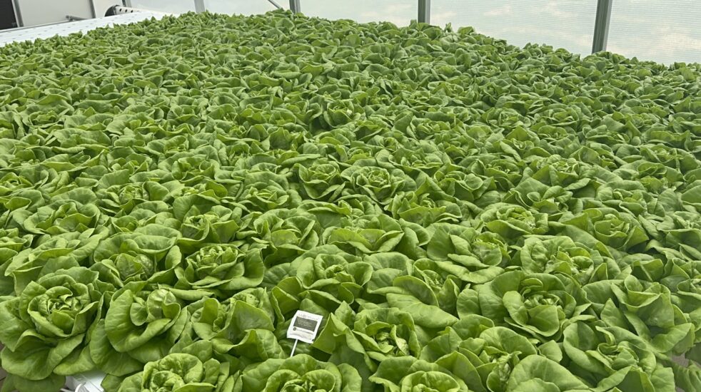 HOW TO PLANT A GARDEN.