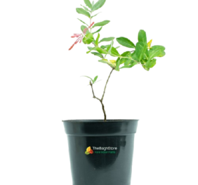 Lonicera sempervirons Leo