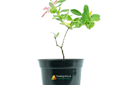 Lonicera sempervirons Leo