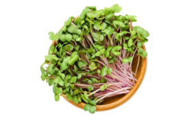 Raddish Sprouts