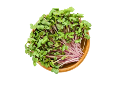Raddish Sprouts