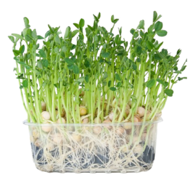 Pea Sprouts