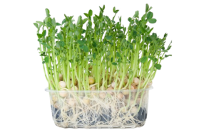 Pea Sprouts