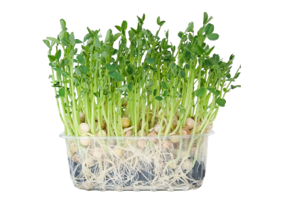 Pea Sprouts