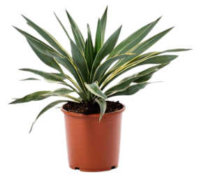 Yucca gloriosa Variegata