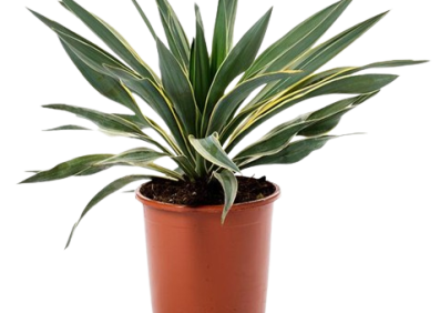 Yucca gloriosa Variegata