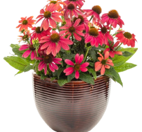 Echinacea Summersong Firefinch