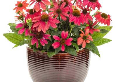 Echinacea Summersong Firefinch