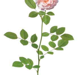 Rosa Apricot Drift® ‘Meimirrote’