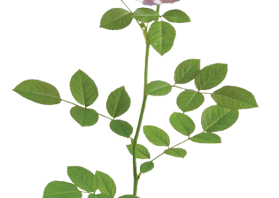 Rosa Apricot Drift® ‘Meimirrote’