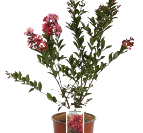 Lagerstroemia Enduring Summer Red