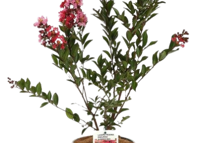 Lagerstroemia Enduring Summer Red