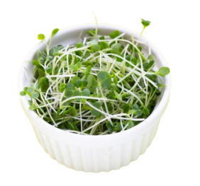 Broccoli Sprouts