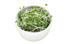 Broccoli Sprouts