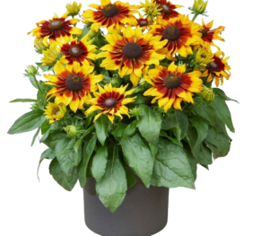 Echibeckia Summerina® Blazing Fire