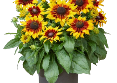 Echibeckia Summerina® Blazing Fire